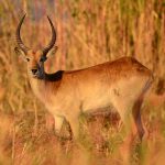 Great Wildlife Photography Tips